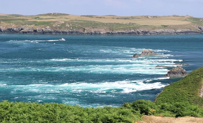Wildlife boat trips to see the porpoise in the white water in Ramsey Sound on a traditional boat trip or on a fast RHIB